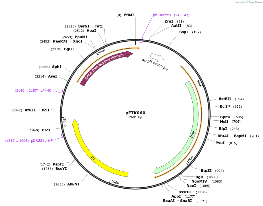 171332-plasmid-map-sequence-id-351270