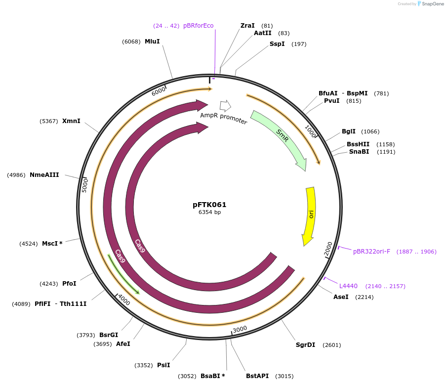 171333-plasmid-map-sequence-id-351272