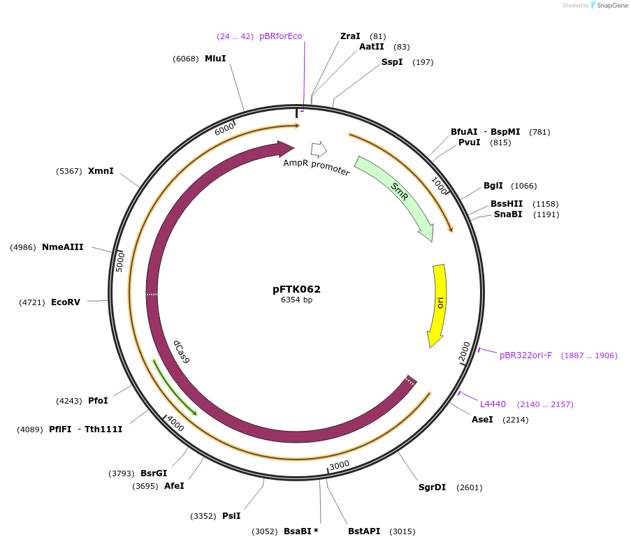 171334-plasmid-map-sequence-id-351275
