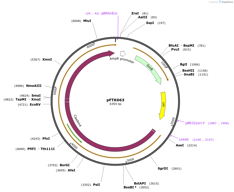 171335-plasmid-map-sequence-id-351276