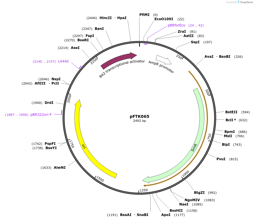 171337-plasmid-map-sequence-id-351279