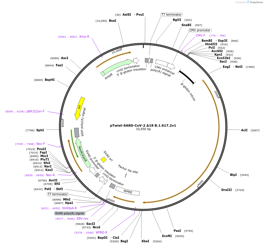 179905-plasmid-map-sequence-id-351283