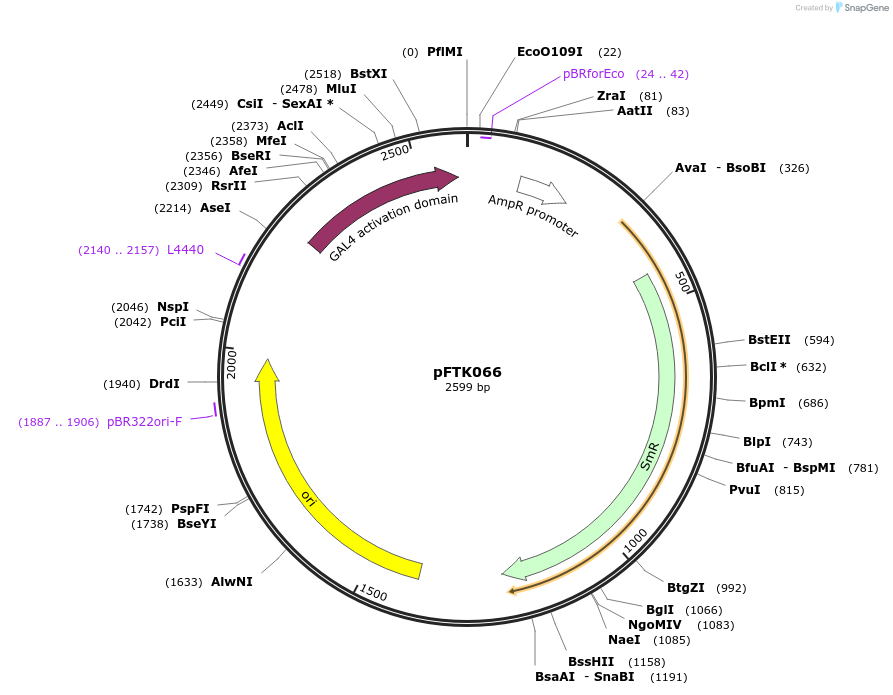 171338-plasmid-map-sequence-id-351285
