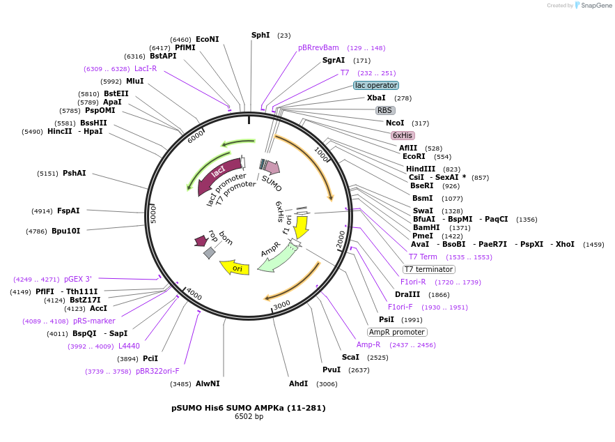 177851-plasmid-map-sequence-id-351287