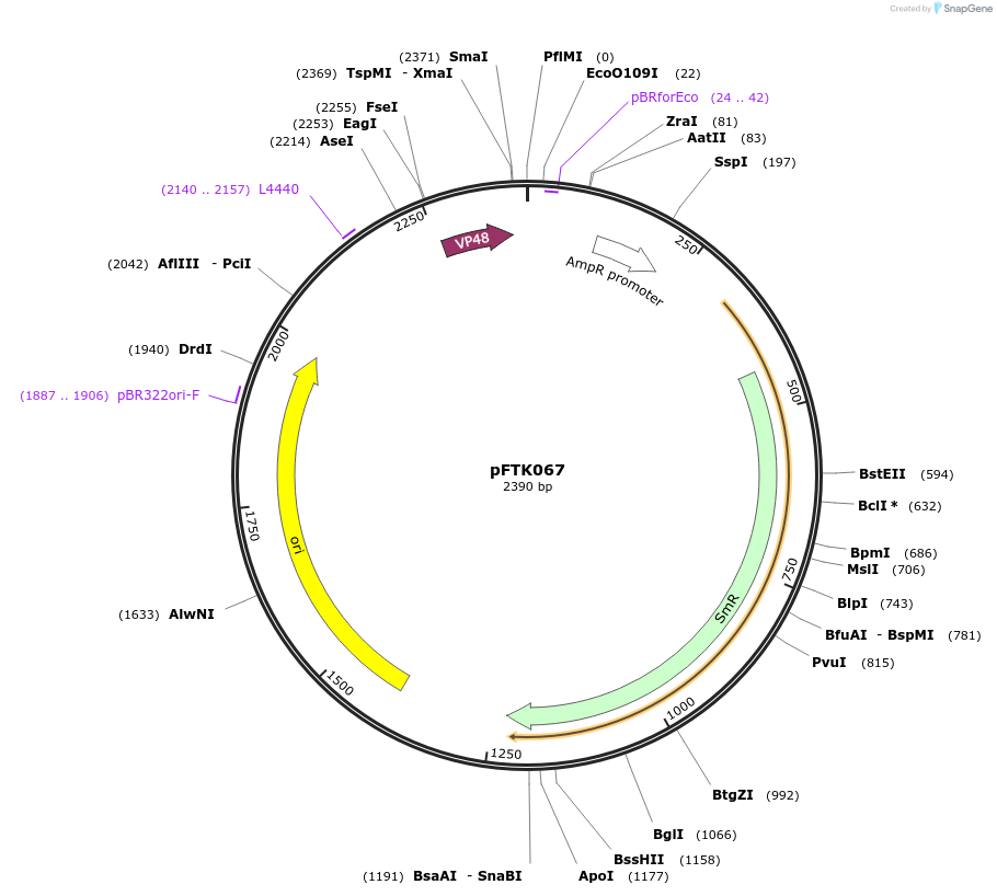 171339-plasmid-map-sequence-id-351288