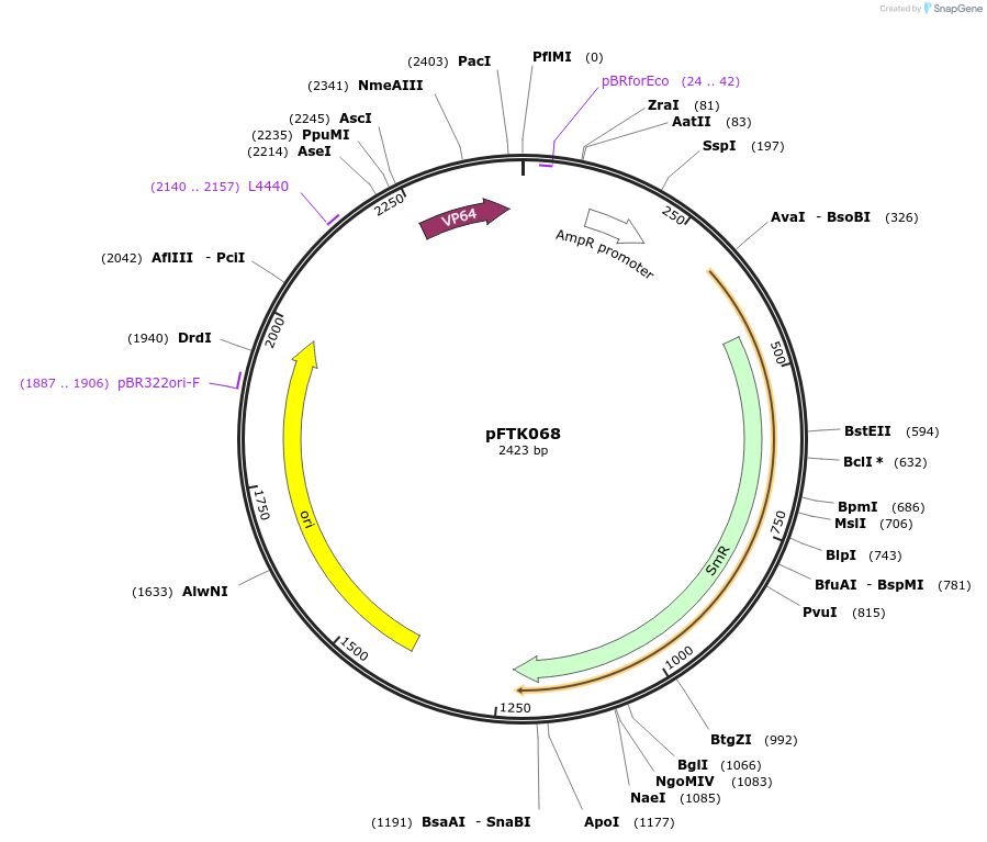 171340-plasmid-map-sequence-id-351310