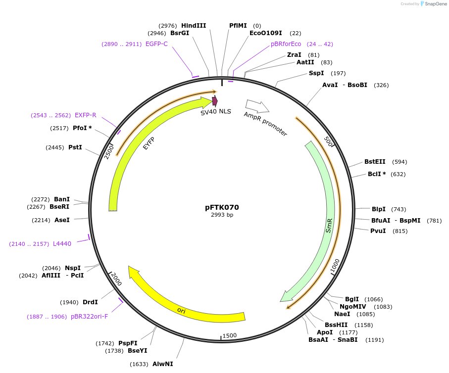 171342-plasmid-map-sequence-id-351313