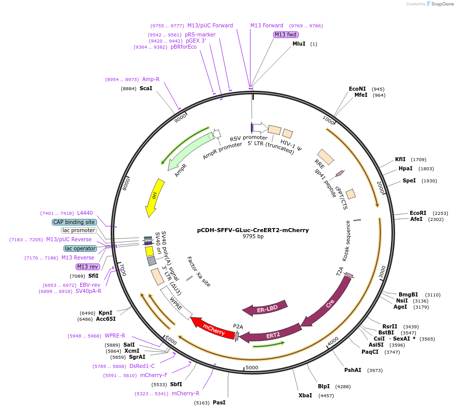 178185-plasmid-map-sequence-id-351314