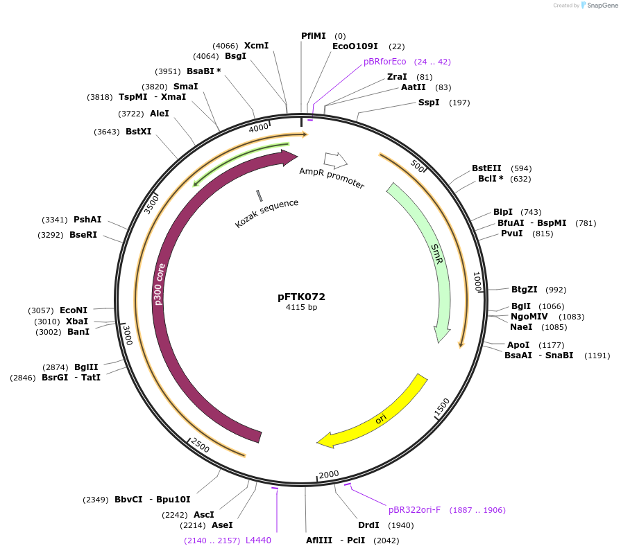171344-plasmid-map-sequence-id-351321