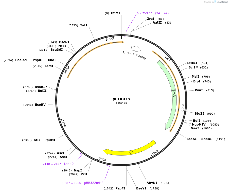 171345-plasmid-map-sequence-id-351326