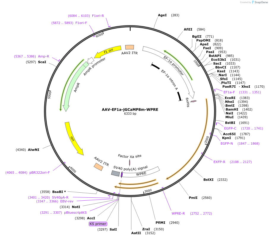 176757-plasmid-map-sequence-id-351328