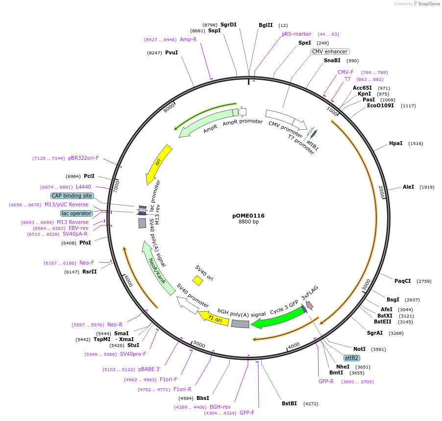 178392-plasmid-map-sequence-id-351335