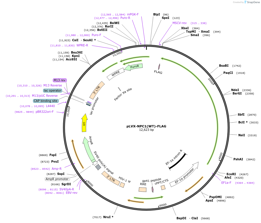 164972-plasmid-map-sequence-id-351344