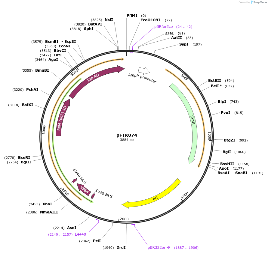 171346-plasmid-map-sequence-id-351353