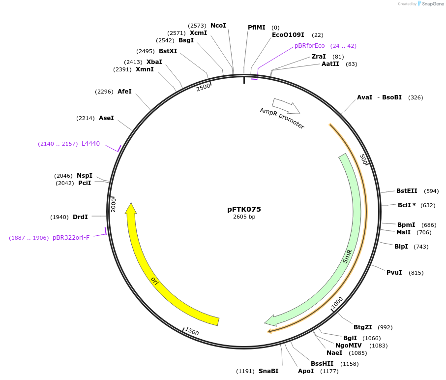 171347-plasmid-map-sequence-id-351354