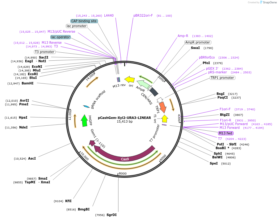 174840-plasmid-map-sequence-id-351363