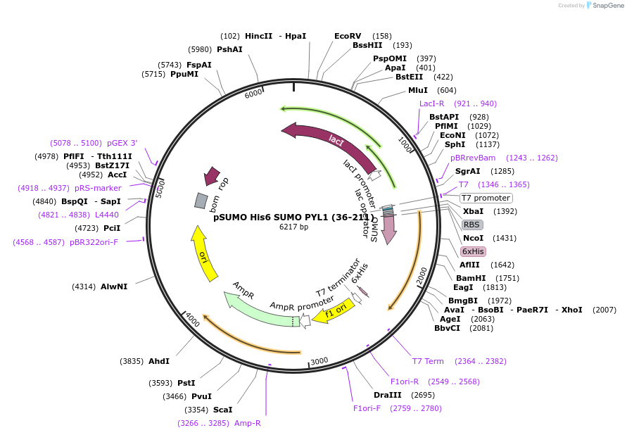 177843-plasmid-map-sequence-id-351368