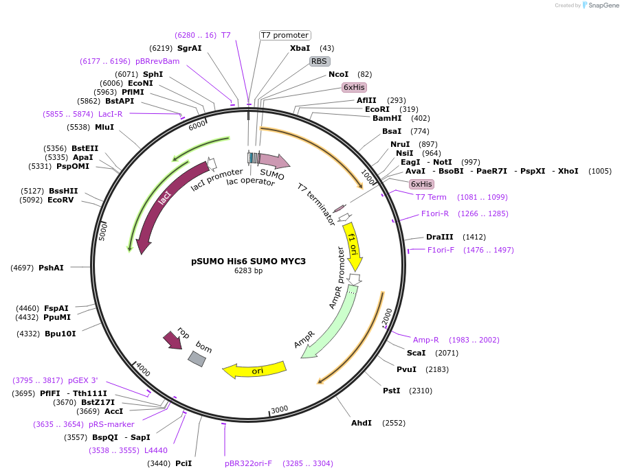 177848-plasmid-map-sequence-id-351369