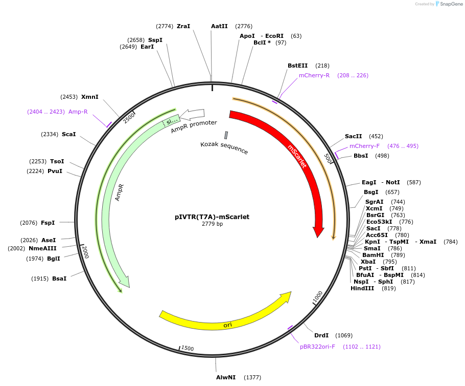 172294-plasmid-map-sequence-id-351373