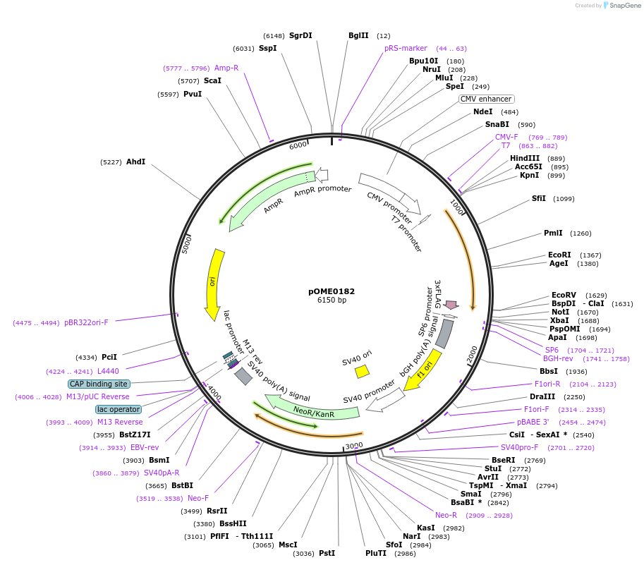 178403-plasmid-map-sequence-id-351375