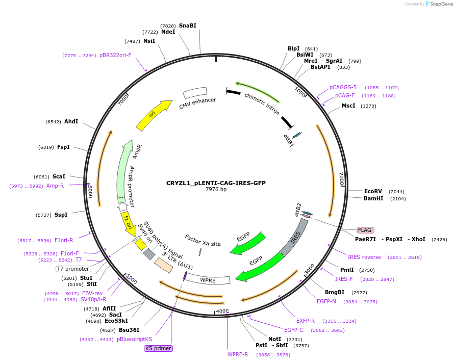 177004-plasmid-map-sequence-id-351439