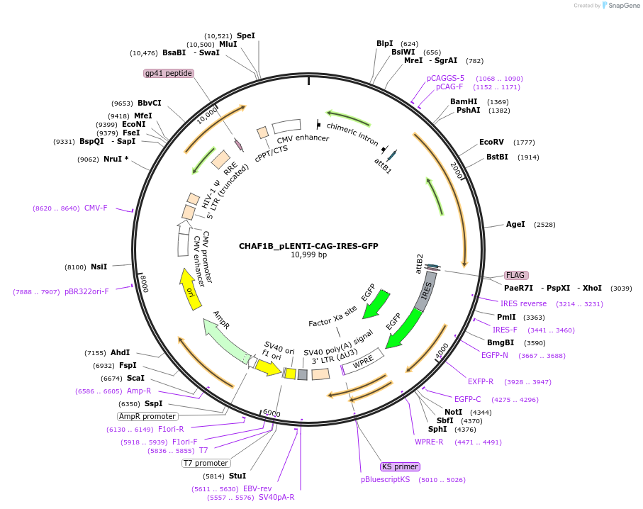 177009-plasmid-map-sequence-id-351440