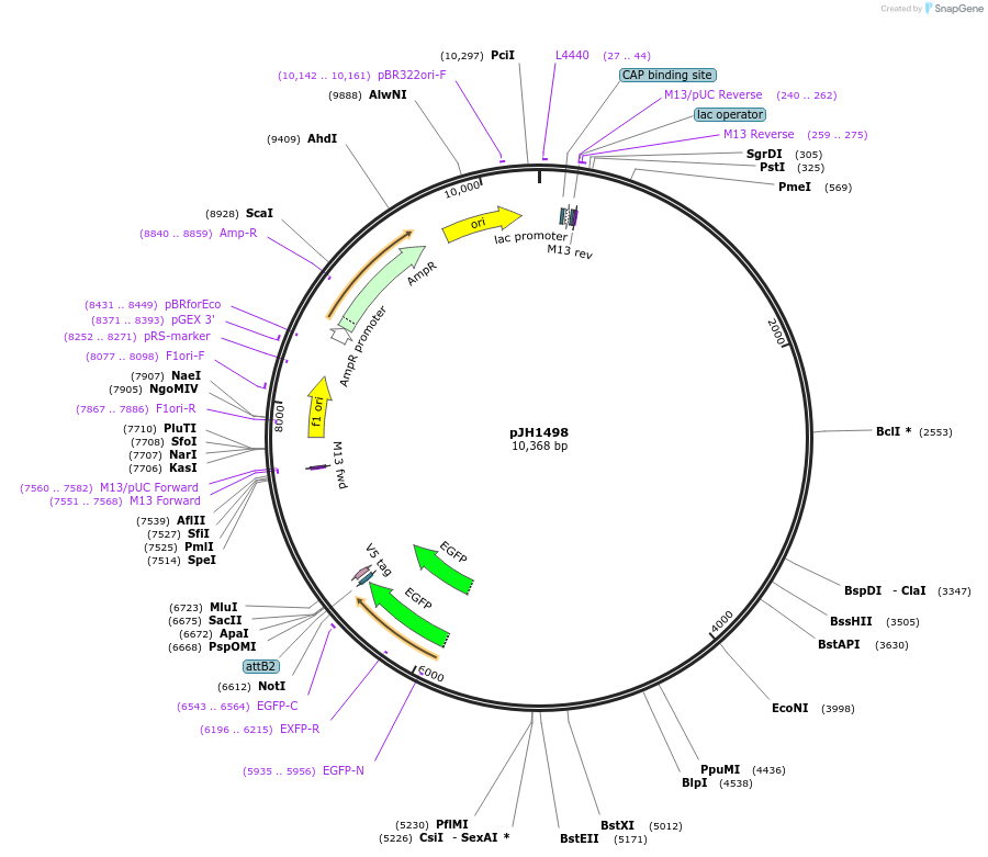 178600-plasmid-map-sequence-id-351467