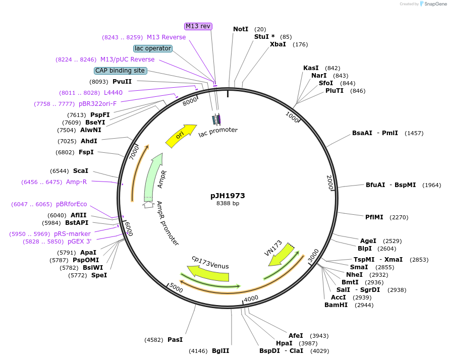178903-plasmid-map-sequence-id-351475