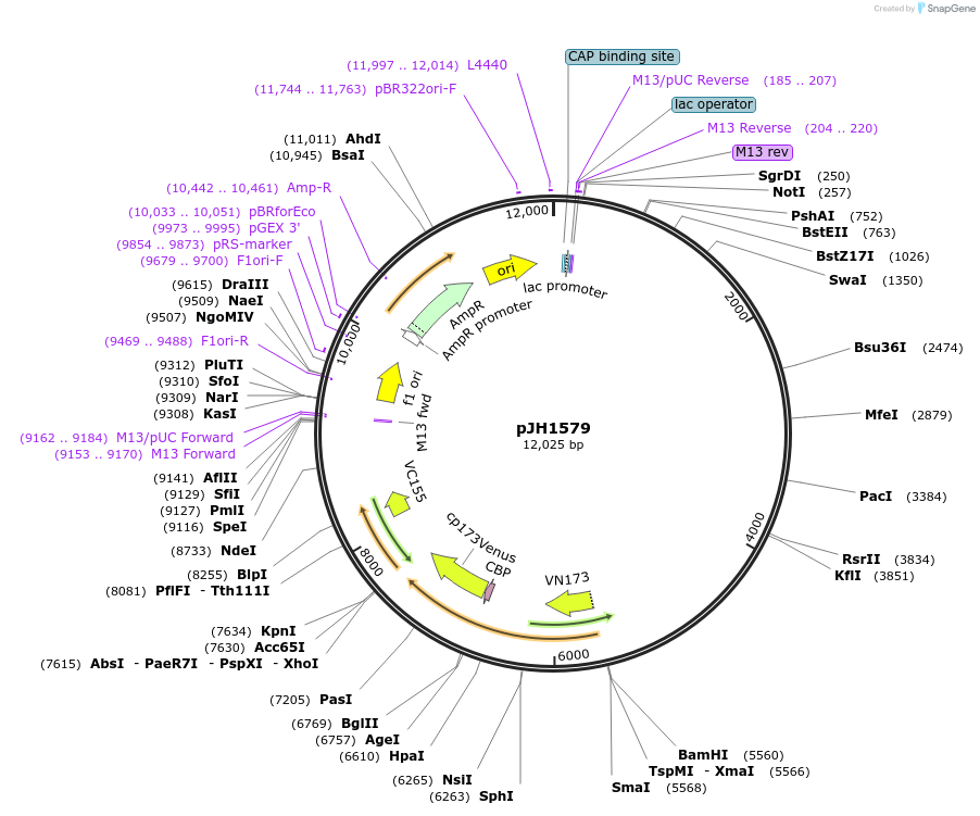 178904-plasmid-map-sequence-id-351477
