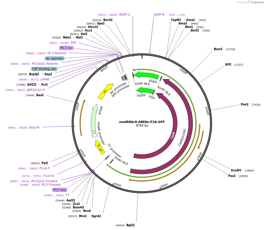 178177-plasmid-map-sequence-id-351478