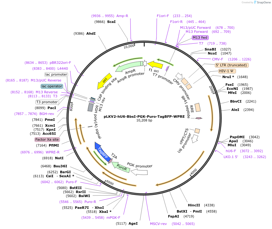 137994-plasmid-map-sequence-id-351480