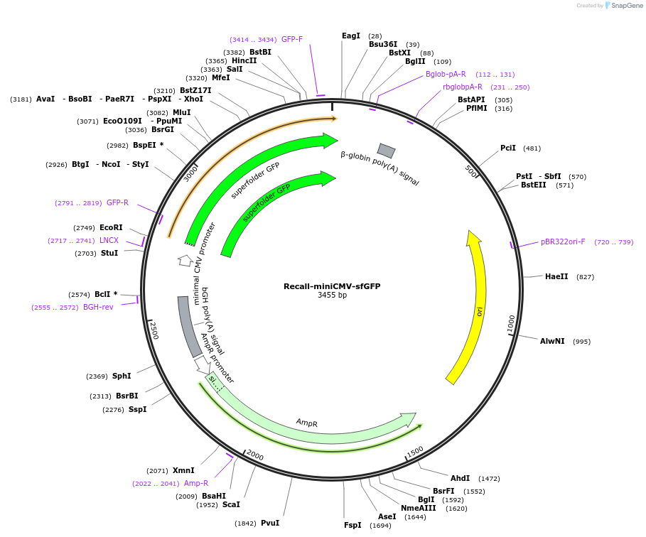 137995-plasmid-map-sequence-id-351481