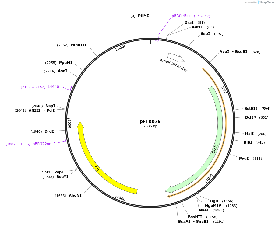 171351-plasmid-map-sequence-id-351492