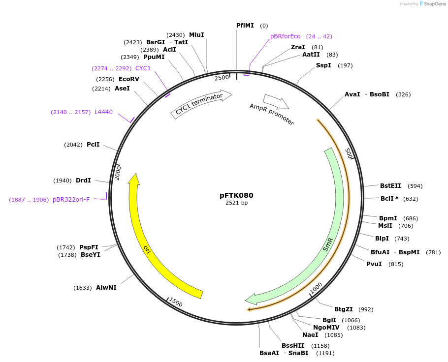 171352-plasmid-map-sequence-id-351493