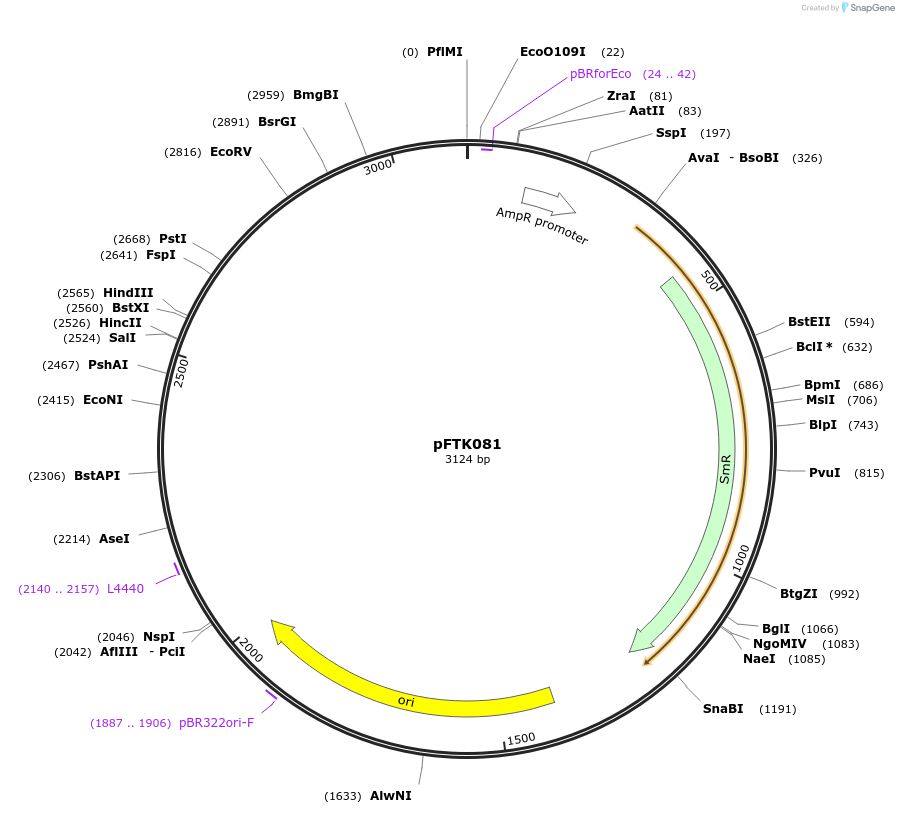 171353-plasmid-map-sequence-id-351494