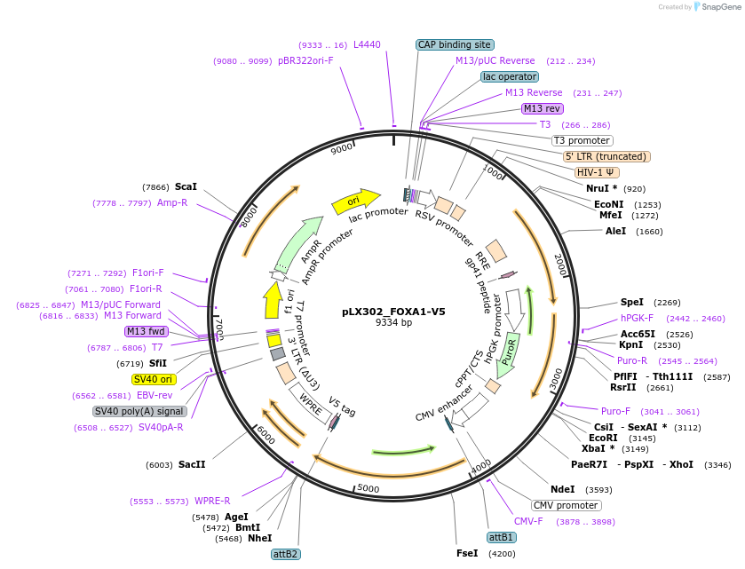 70090-plasmid-map-sequence-id-351498