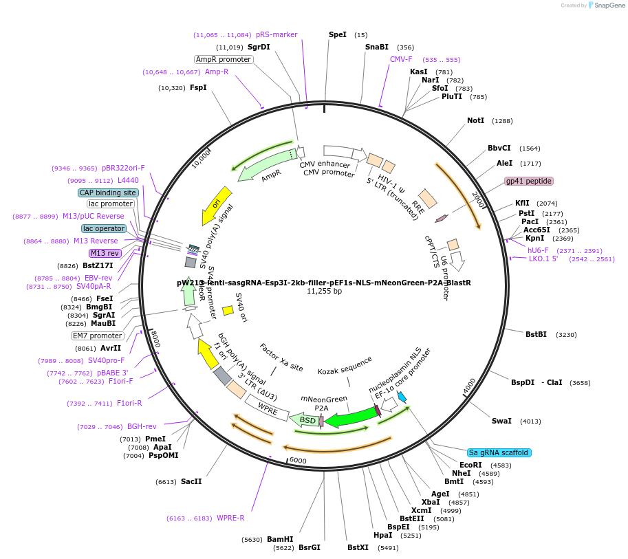 170811-plasmid-map-sequence-id-351539