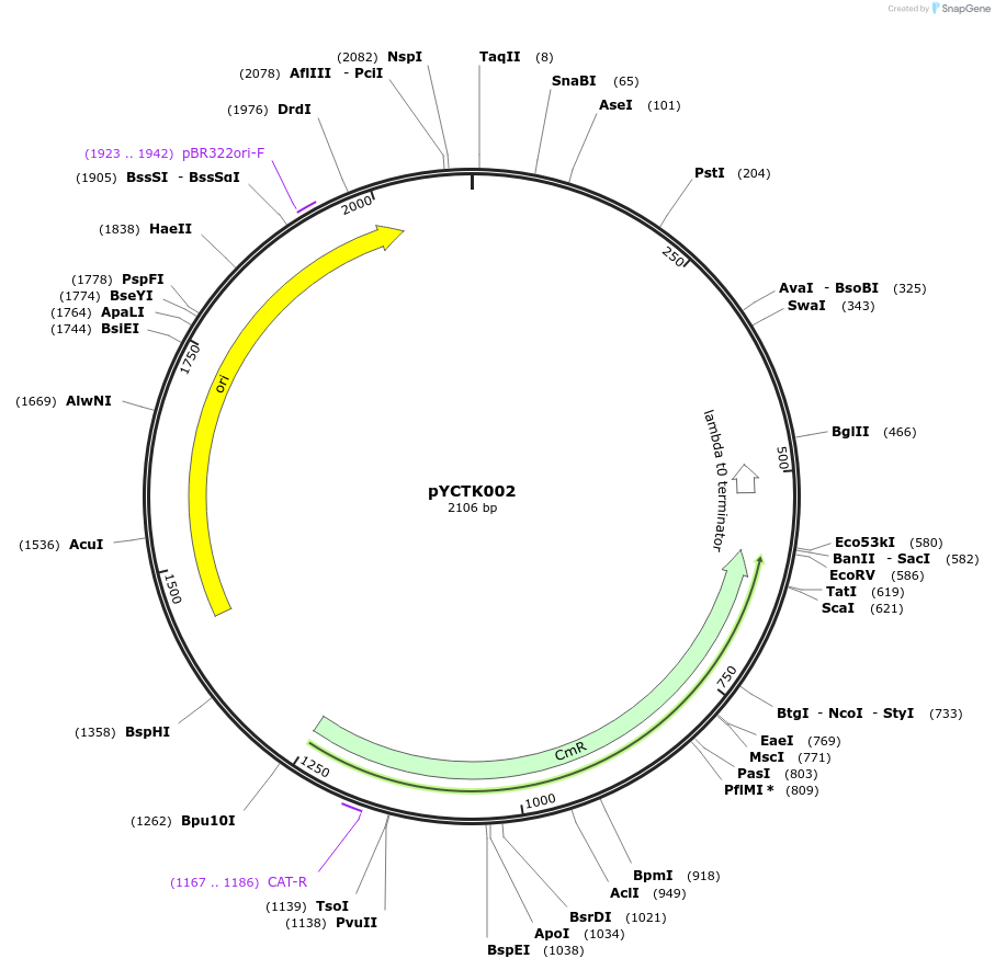 176706-plasmid-map-sequence-id-351547