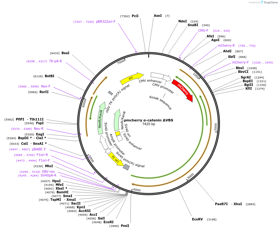 178649-plasmid-map-sequence-id-351548
