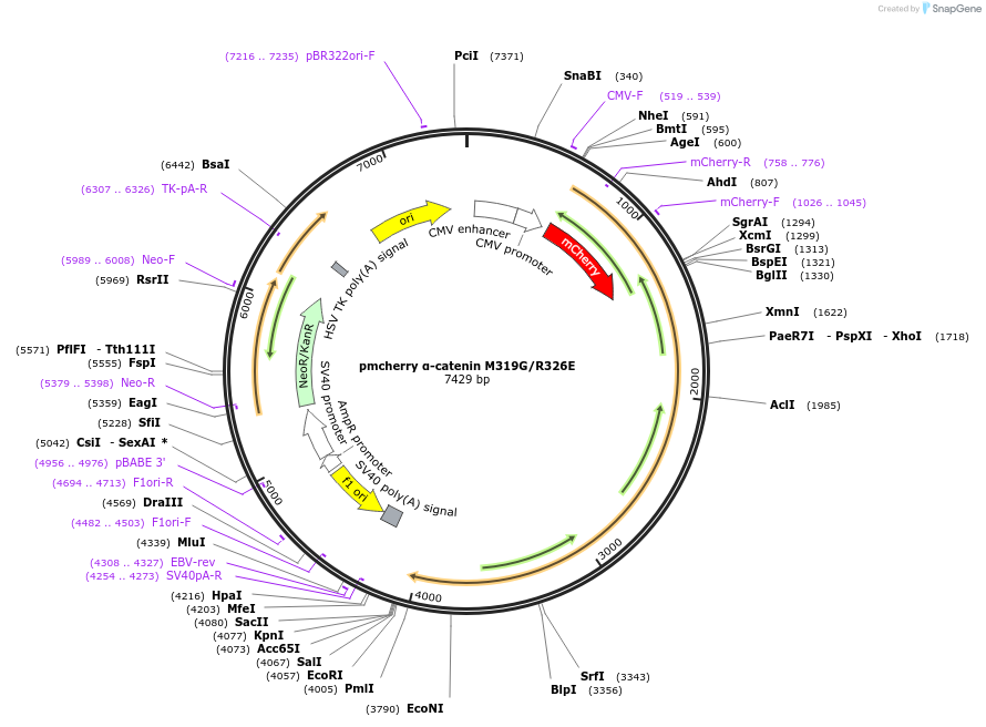 178648-plasmid-map-sequence-id-351550