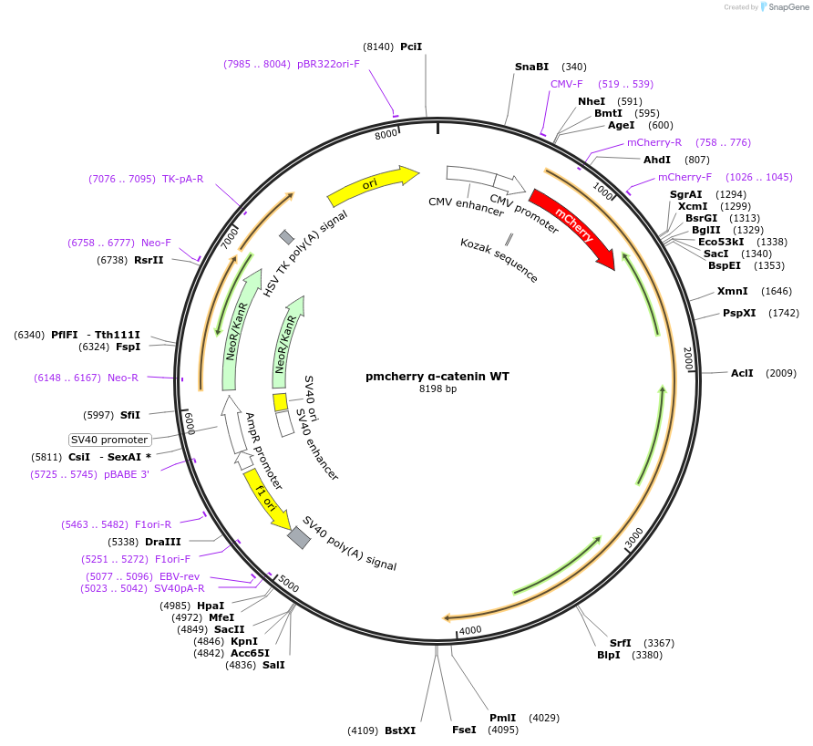 178646-plasmid-map-sequence-id-351551