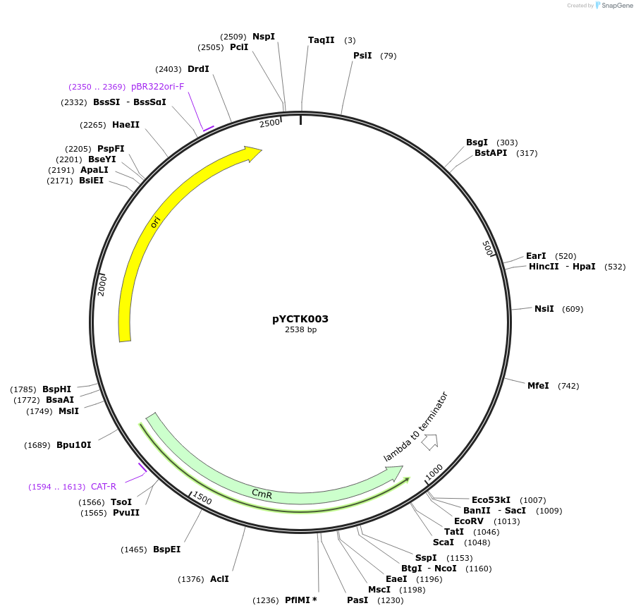 176707-plasmid-map-sequence-id-351554