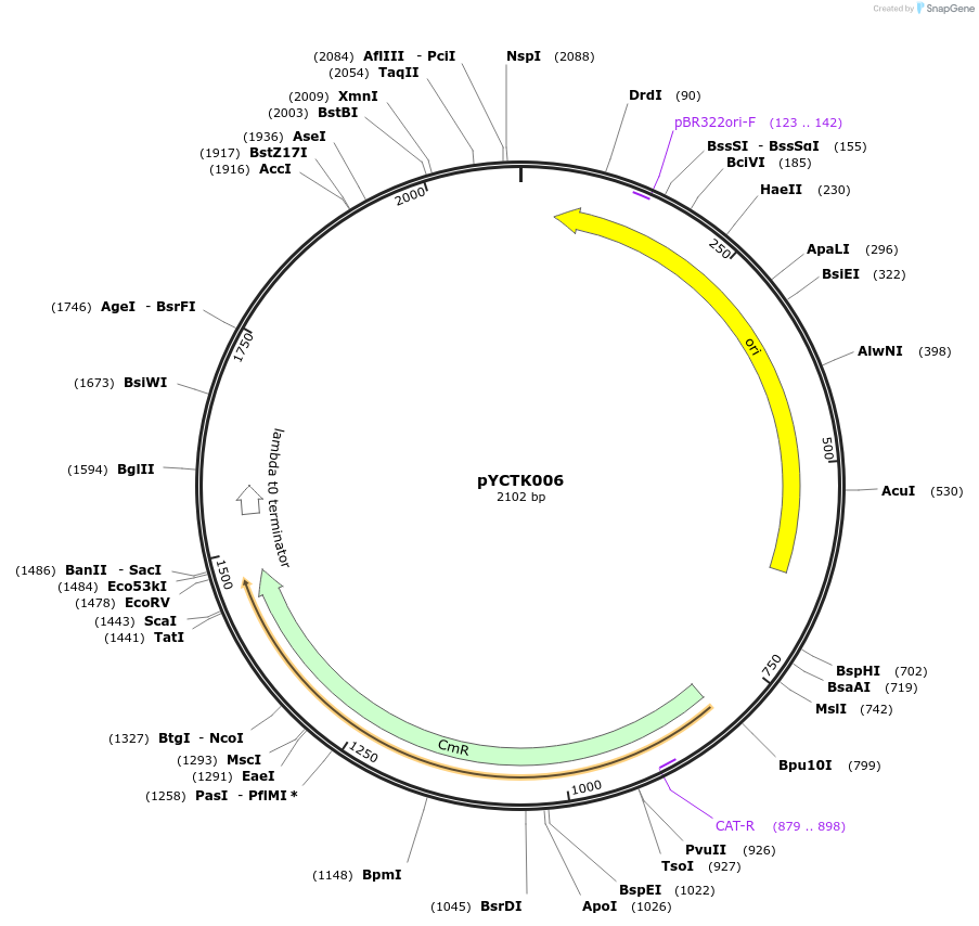 176710-plasmid-map-sequence-id-351557