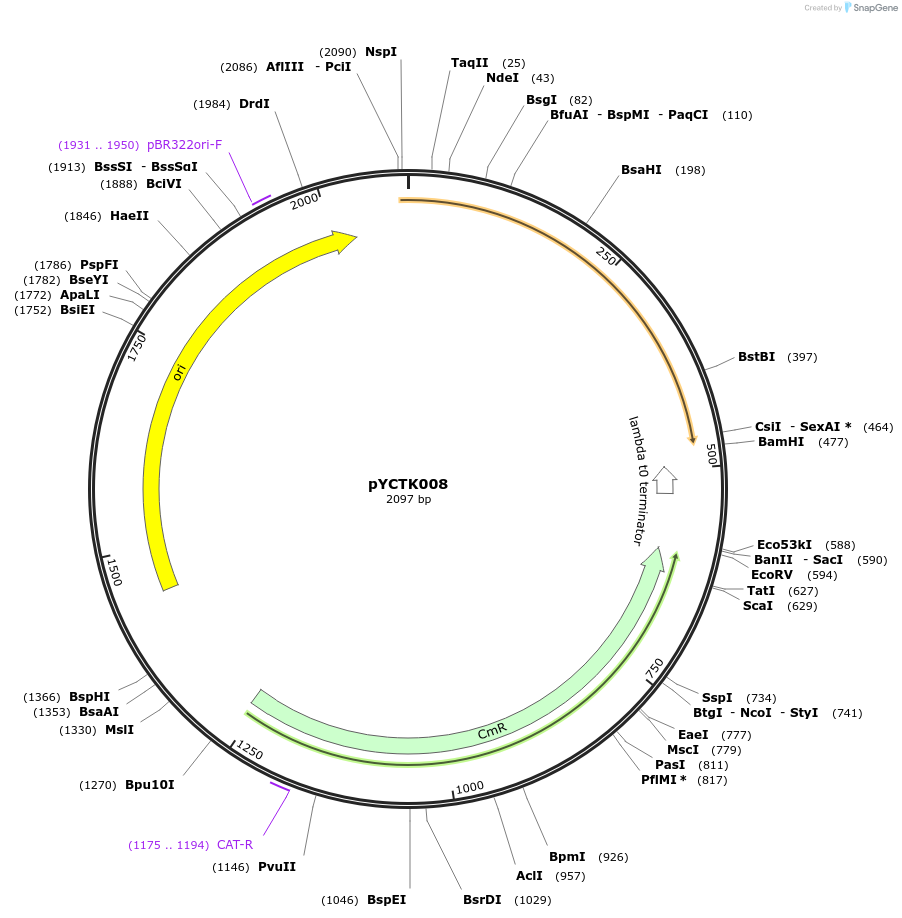 176712-plasmid-map-sequence-id-351558