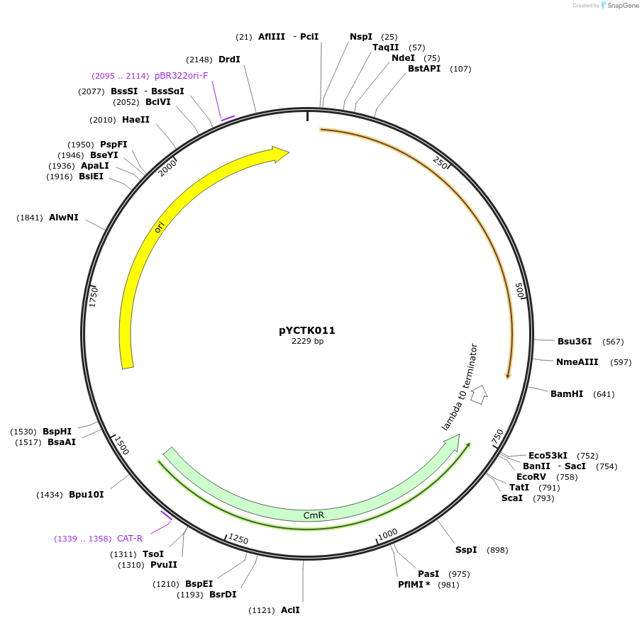 176715-plasmid-map-sequence-id-351559