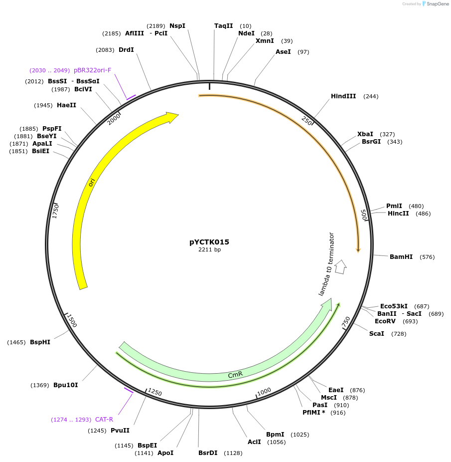 176719-plasmid-map-sequence-id-351561