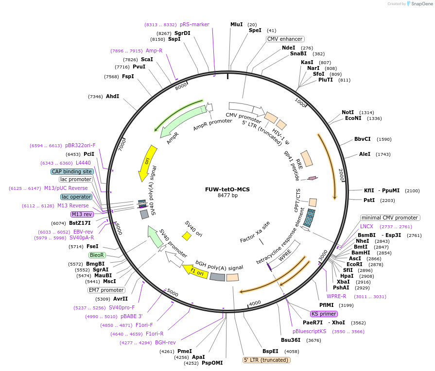84008-plasmid-map-sequence-id-351564