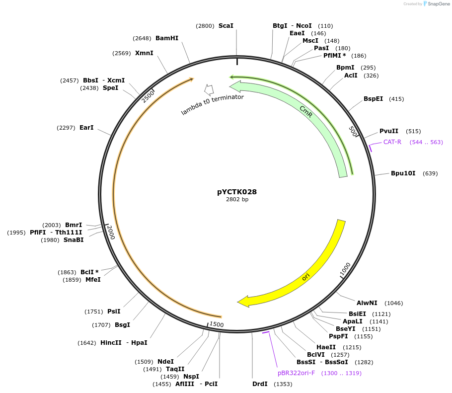176732-plasmid-map-sequence-id-351572