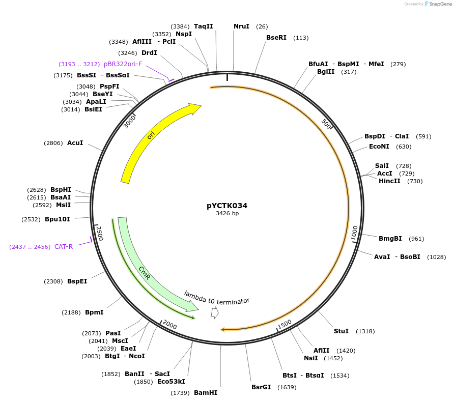 176738-plasmid-map-sequence-id-351575