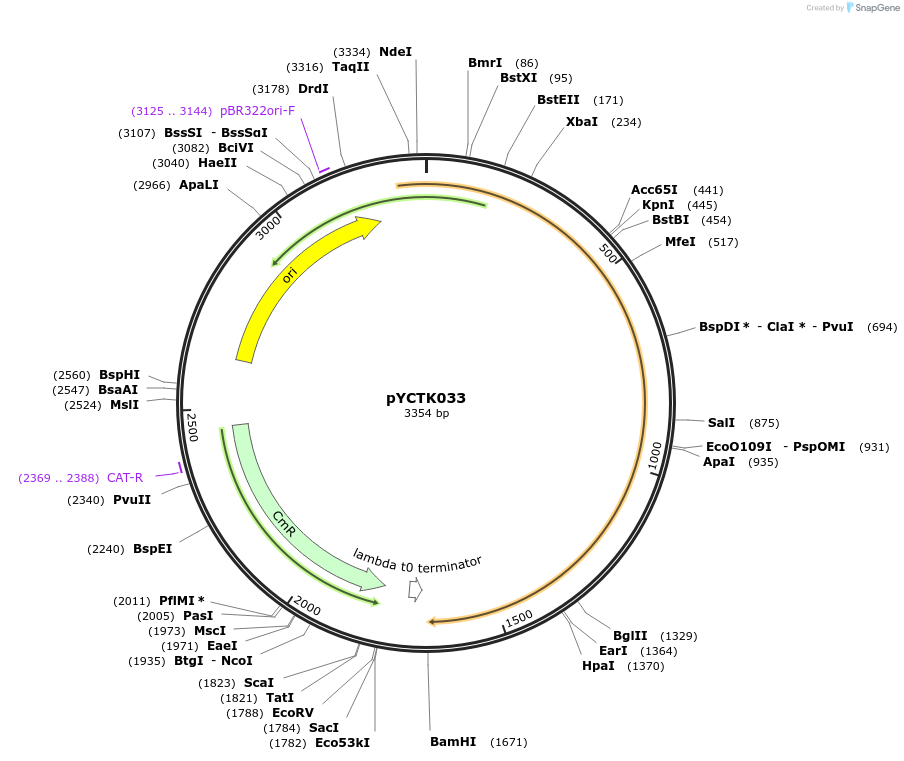 176737-plasmid-map-sequence-id-351576